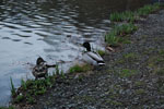 2011-04-05_19-42-45_DSC_7458.jpg