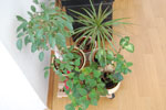 2011-04-07_14-51-53_DSC_7525.jpg