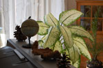 2011-04-07_14-52-20_DSC_7527.jpg