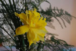 2011-04-07_14-53-17_DSC_7530.jpg