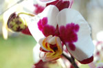 2011-04-07_14-55-03_DSC_7535.jpg