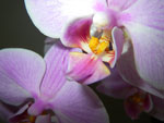 2011-04-17_17-10-09_IMGP0052.jpg