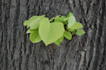 2011-04-22_18-43-28_DSC_7768.jpg