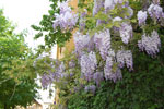 2011-04-25_14-25-14_DSC_7964.jpg