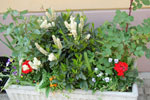 2011-04-25_14-32-00_DSC_7969.jpg