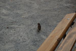 2011-04-25_14-39-19_DSC_7978.jpg