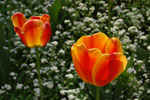 2011-04-25_15-22-16_DSC_8014.jpg