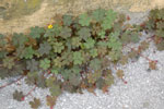 2011-04-25_15-33-32_DSC_8027.jpg