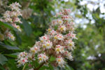 2011-04-25_15-35-46_DSC_8030.jpg