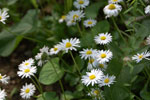 2011-04-25_15-36-35_DSC_8031.jpg