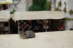 2011-04-26_09-30-36_DSC_8110.jpg