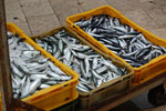 2011-04-26_10-00-28_DSC_8147.jpg