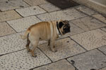 2011-04-26_10-56-14_DSC_8226.jpg