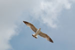 2011-04-28_13-20-30_DSC_8627.jpg