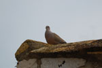 2011-04-28_14-25-01_DSC_8729.jpg