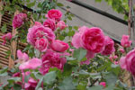 2011-04-30_17-29-07_DSC_9189.jpg