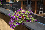 2011-05-02_14-13-42_DSC_9240.jpg