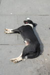 2011-05-02_15-39-26_DSC_9274.jpg
