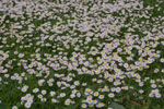 2011-05-02_15-42-22_DSC_9279.jpg