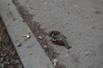 2011-05-02_16-17-46_DSC_9312.jpg