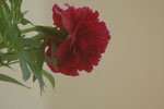 2011-05-07_13-40-21_DSC_9497.jpg