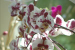 2011-05-07_13-42-07_DSC_9500.jpg