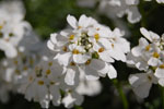 2011-05-07_16-13-06_DSC_9511.jpg