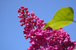 Photos