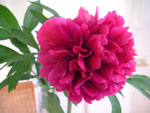 2011-05-09_13-00-27_DSCF4313.jpg