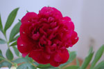 2011-05-15_17-58-55_DSC_9588.jpg