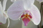 2011-05-15_18-08-34_DSC_9600.jpg