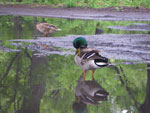 2011-05-20_17-28-54_IMGP0656.jpg