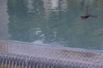 2011-05-26_15-00-00_DSC_9928.jpg