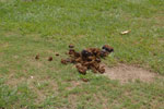 2011-05-29_15-05-45_DSC_0411.jpg