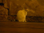 2011-05-30_22-49-07_IMGP0830.jpg