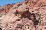 2011-06-06_15-01-35_DSC_0733.jpg