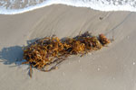 2011-06-12_18-32-00_DSC_1214.jpg