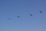 2011-06-12_18-43-48_DSC_1247.jpg