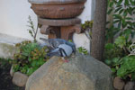 2011-06-13_17-26-08_DSC_1388.jpg