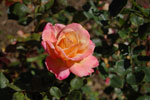 2011-06-14_16-32-27_DSC_1527.jpg