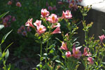 2011-06-14_16-41-07_DSC_1565.jpg