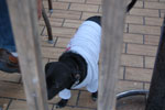2011-06-16_18-20-07_DSC_1874.jpg
