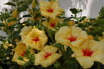 2011-06-19_14-15-48_DSC_2137.jpg