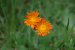 2011-06-26_15-08-20_DSC_2422.jpg