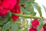 2011-06-26_15-11-02_DSC_2427.jpg