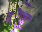 2011-07-14_19-24-52_IMGP3228.jpg