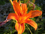 2011-07-19_19-32-39_IMGP3387.jpg