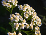 2011-07-19_19-33-14_IMGP3388.jpg