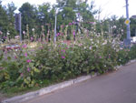 2011-07-21_19-15-26_IMGP3434.jpg