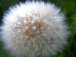 2011-07-25_19-22-29_IMGP3564.jpg